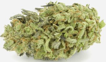 Durban Poison